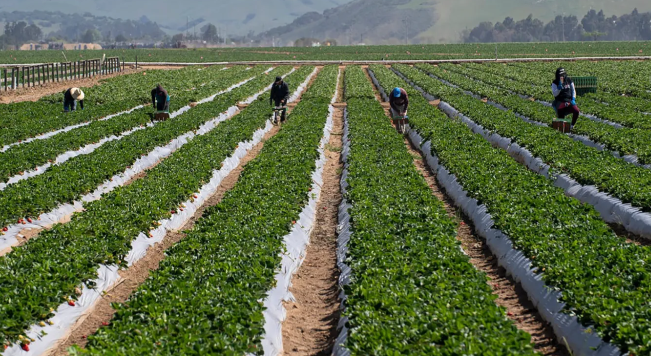 Republican Representatives Newhouse, LaMalfa, Baird, and Simpson Join Farmers To Demand Senate Action on Farm Labor Shortage to Address Rising Food Costs