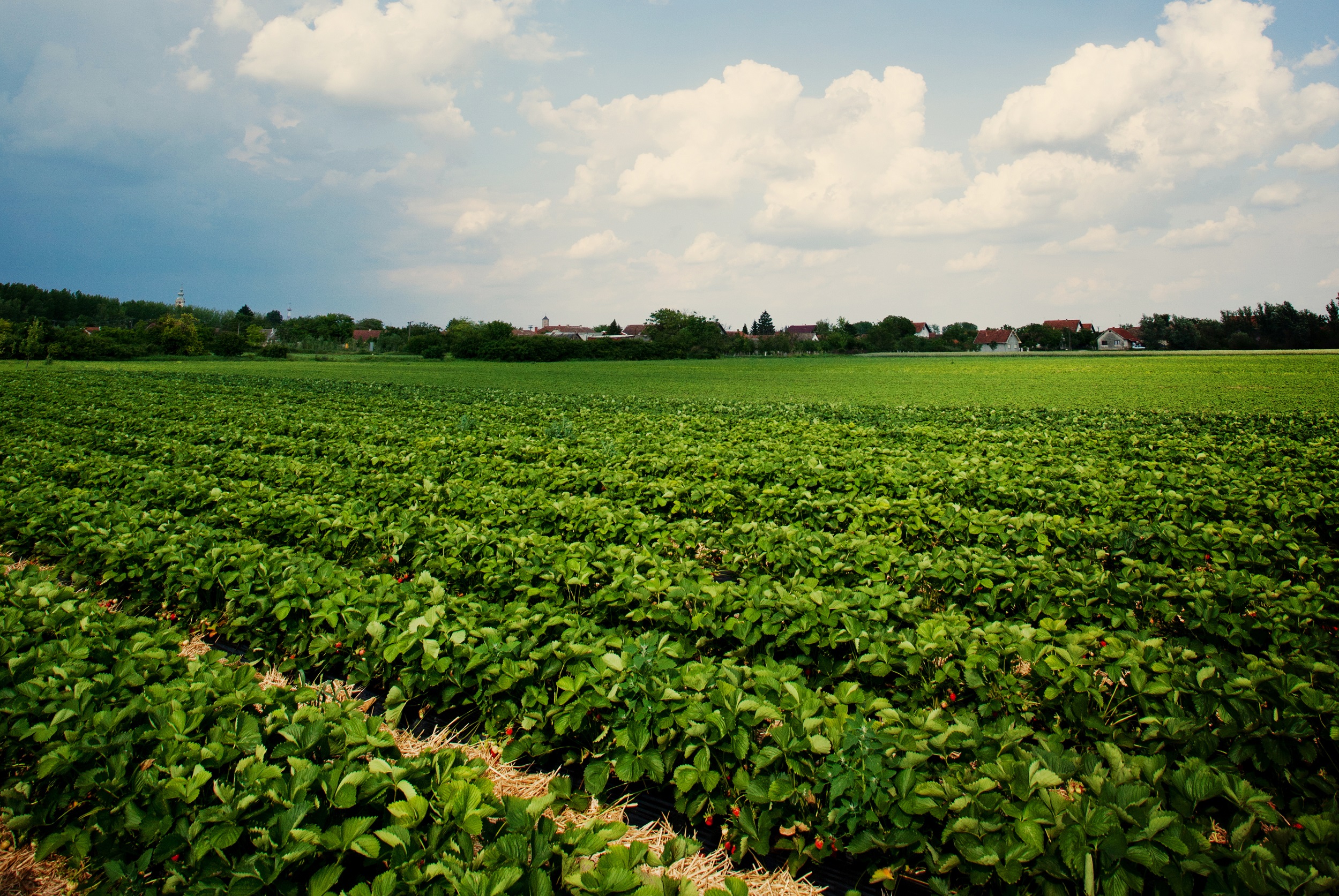 North Carolina Farm and Business Leaders Urge Swift Action to Fix Farm Labor Shortage, Keep Shelves Stocked, and Lower Food Prices